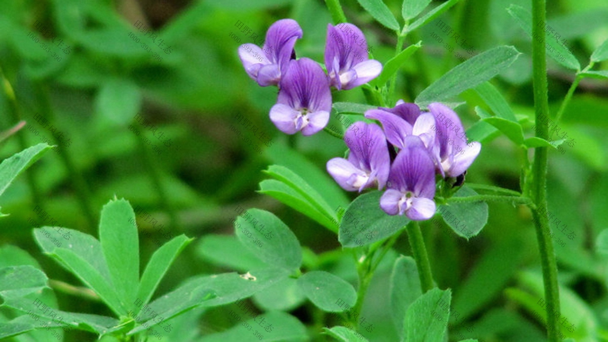 草种批发