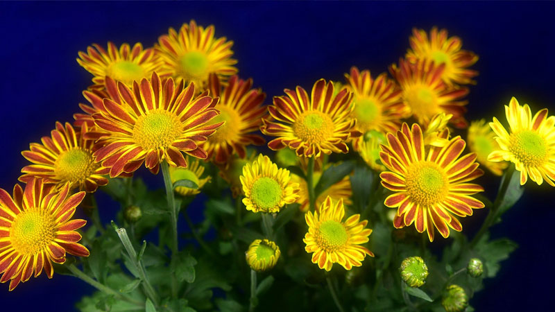 荷兰菊 荷兰菊