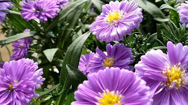 荷兰菊 荷兰菊