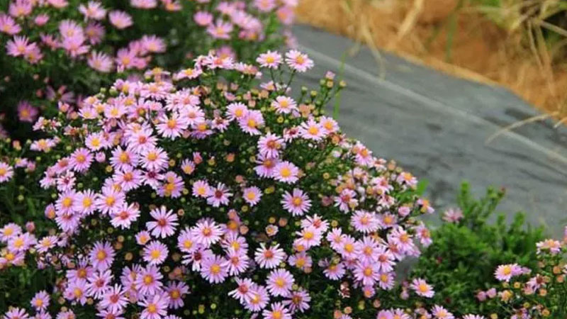 荷兰菊 荷兰菊