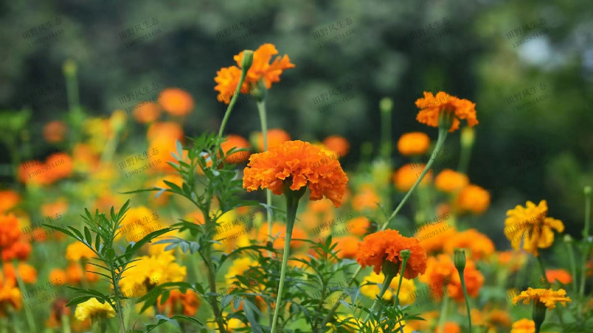 孔雀草花种