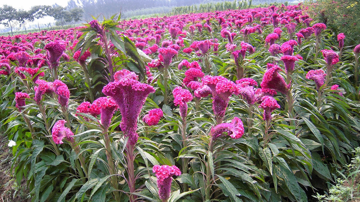 一二年生花卉种子,鸡冠花花种