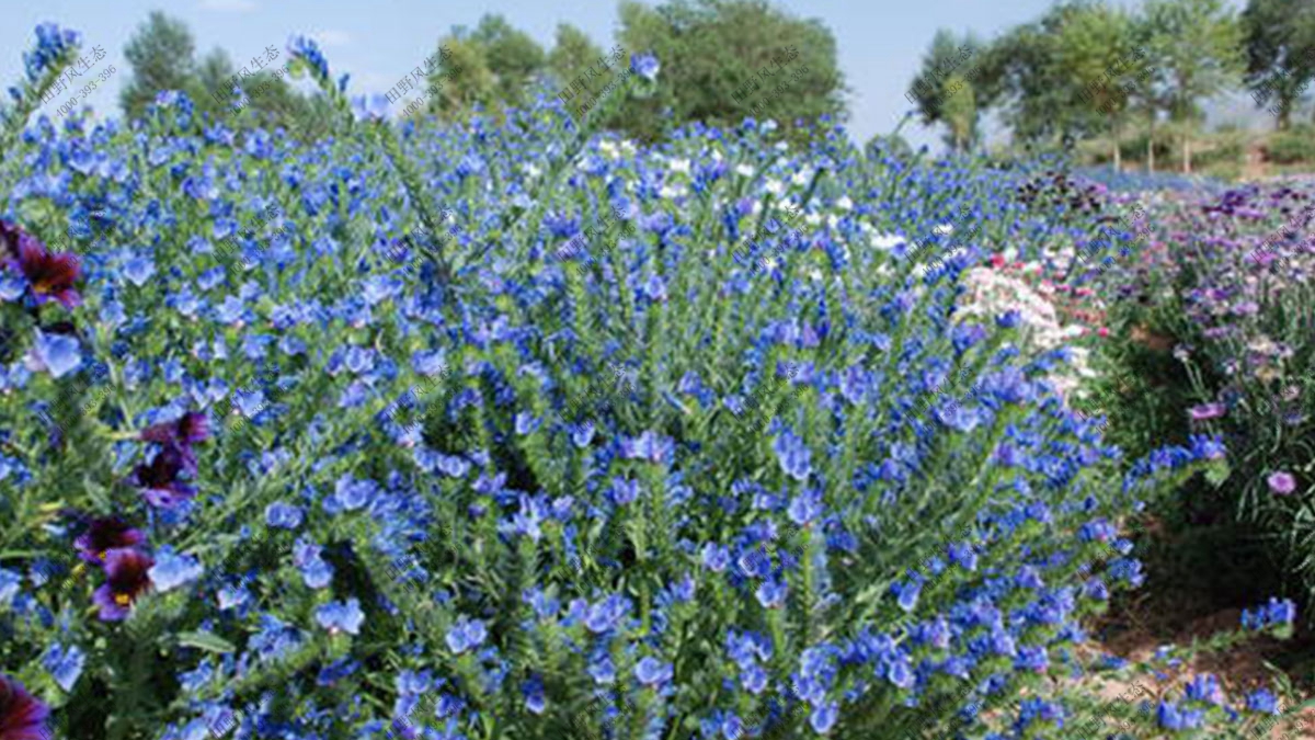 蓝蓟花籽,绿化花卉种子