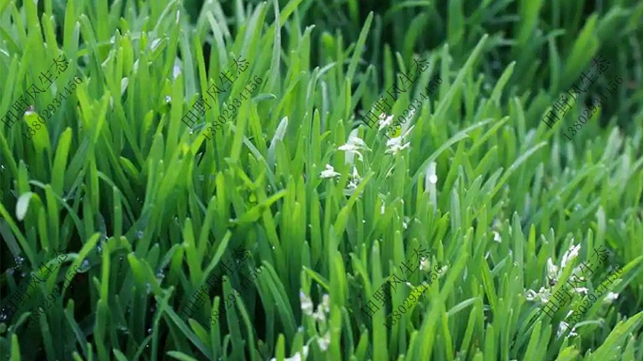 护坡草种