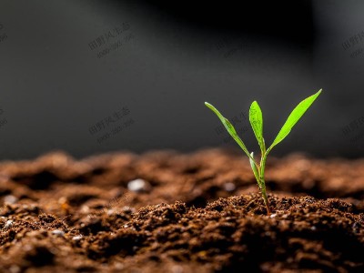 花种子需要泡水吗