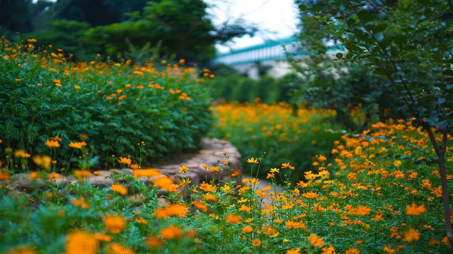 硫华菊