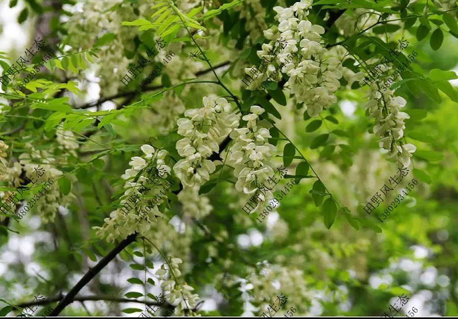护坡乔木草种籽