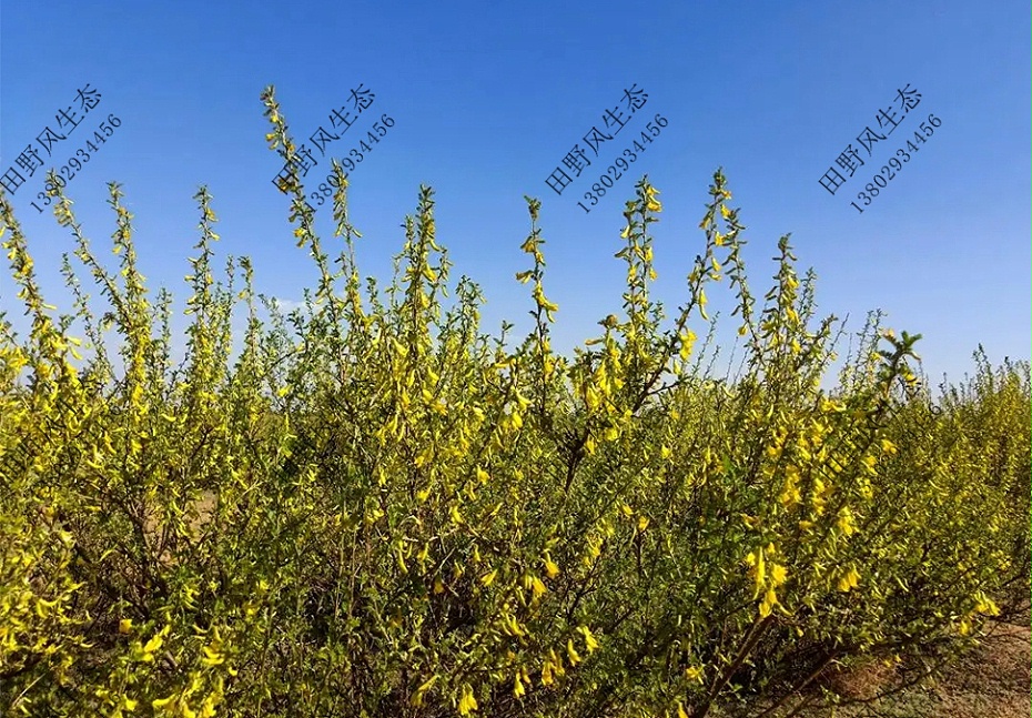 护坡灌木草种籽