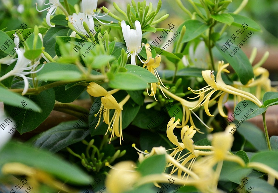 爬藤植物金银花树