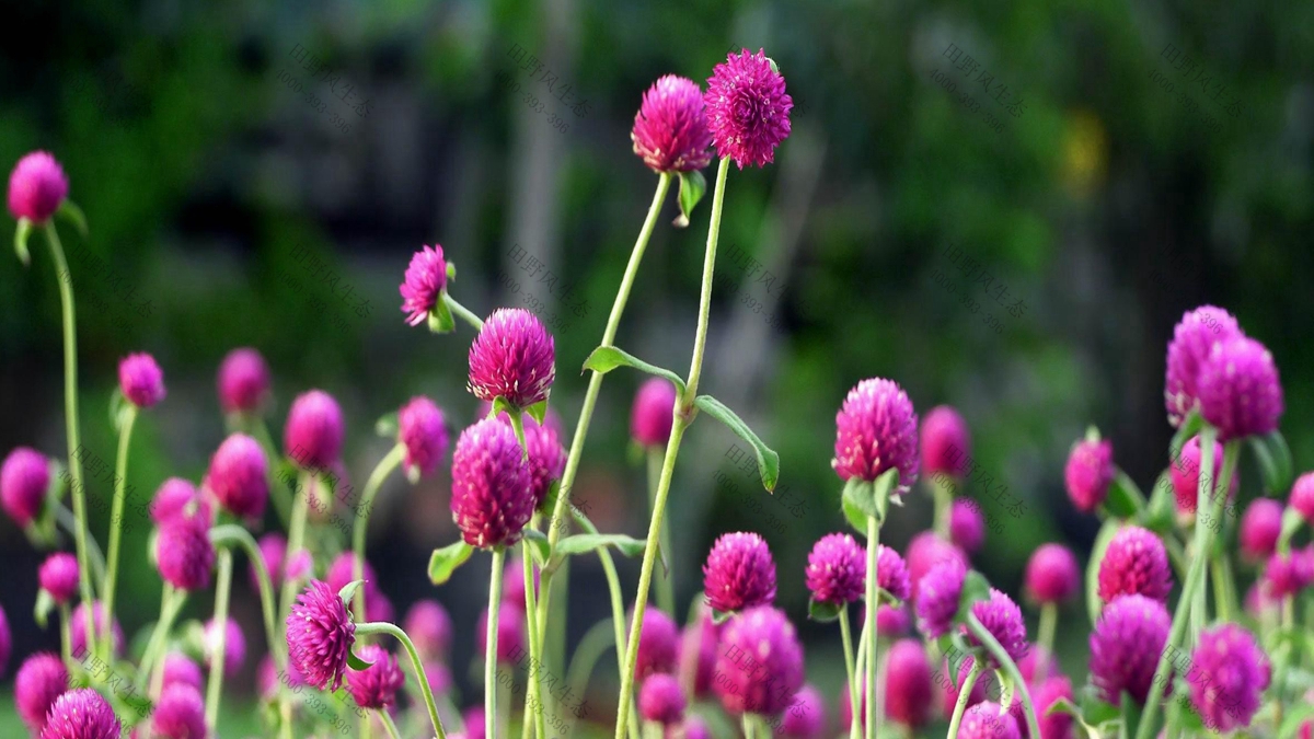 花种批发