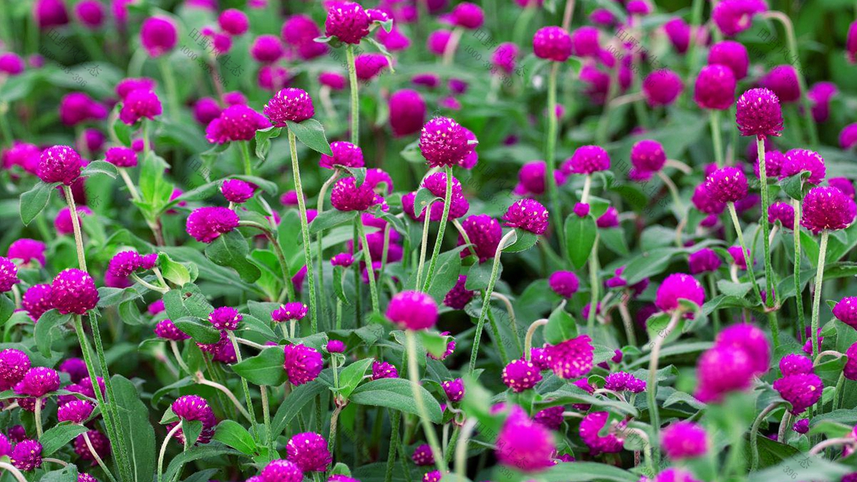 花种批发