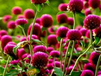 千日红的花语和寓意