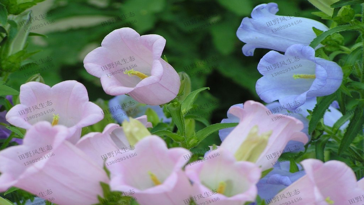 风铃草