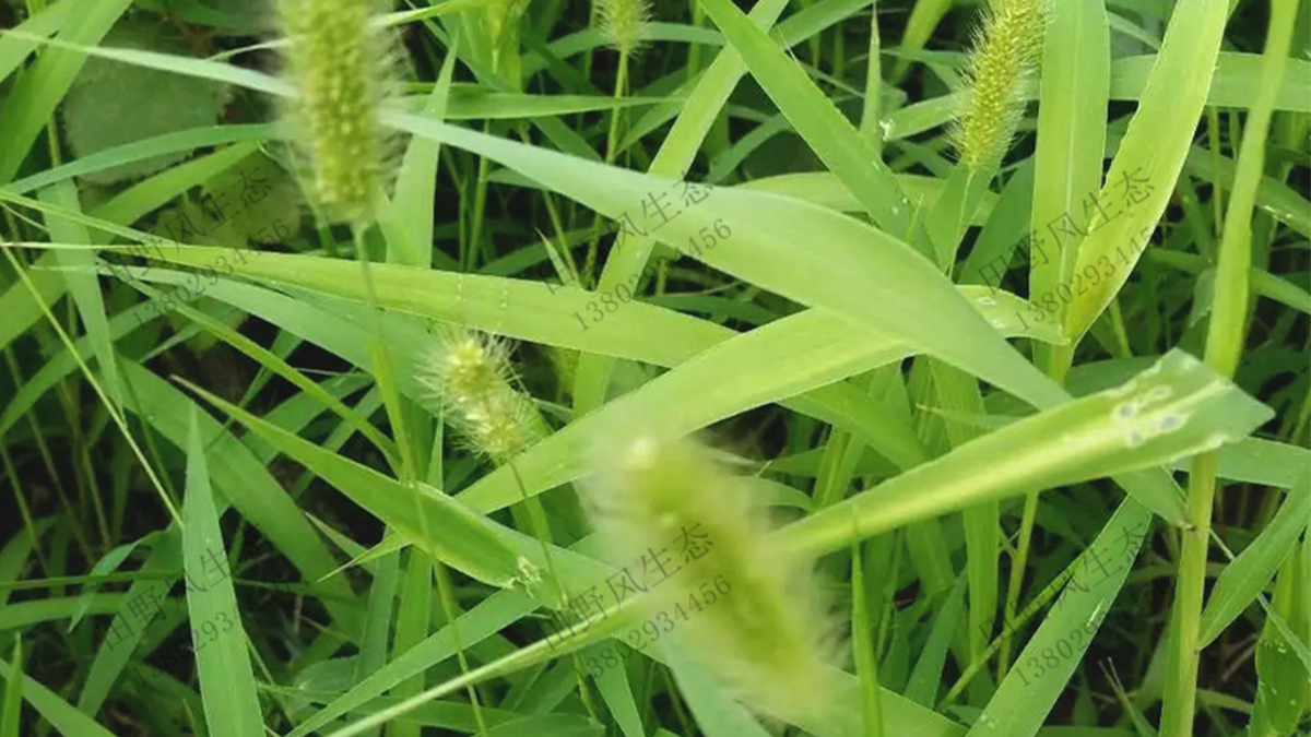 狗尾巴草的种植方法以及管理技巧