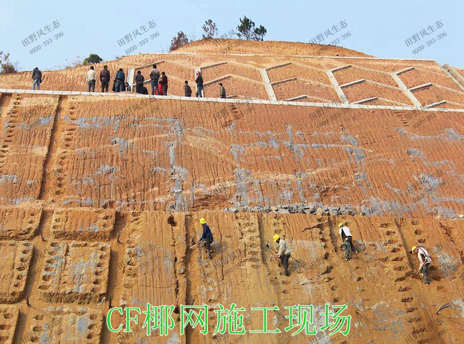 6CF椰网施工现场