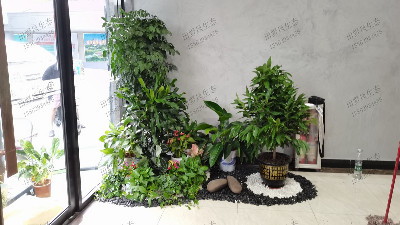 广州盈科智谷植物租摆