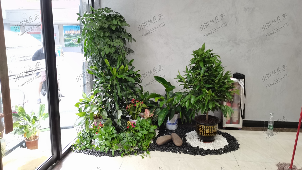 广州盈科智谷植物租摆