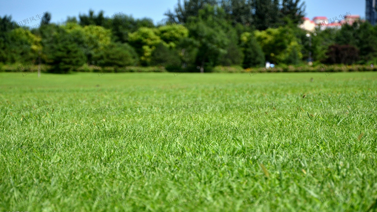 四季常绿的混播草坪都有哪些草坪草种？