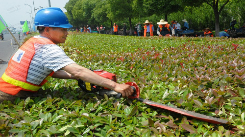 市政道路植物景观绿化养护管理服务项目