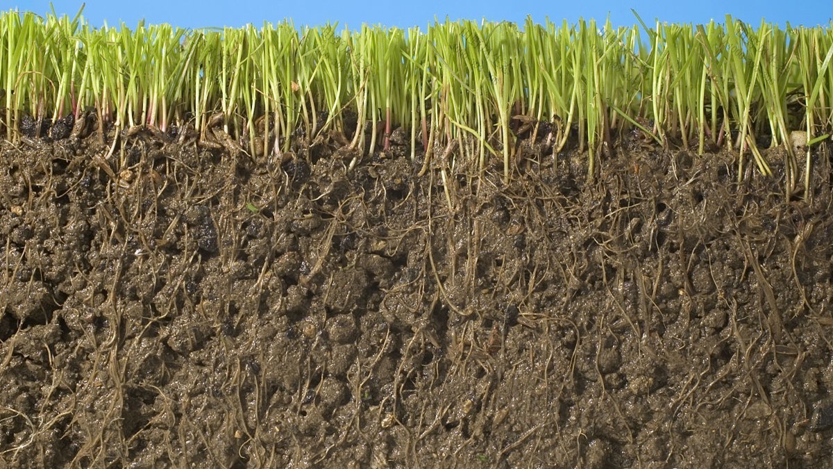 见土就长，教你如何改良草坪土壤！
