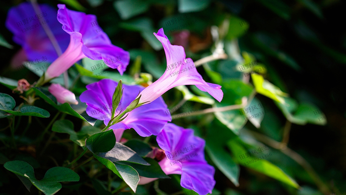 牵牛花