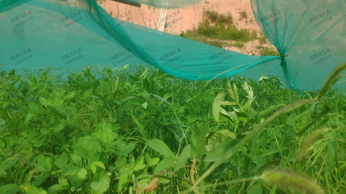边坡复绿效果