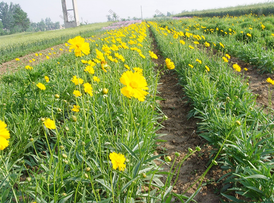 9黄色金鸡菊基地