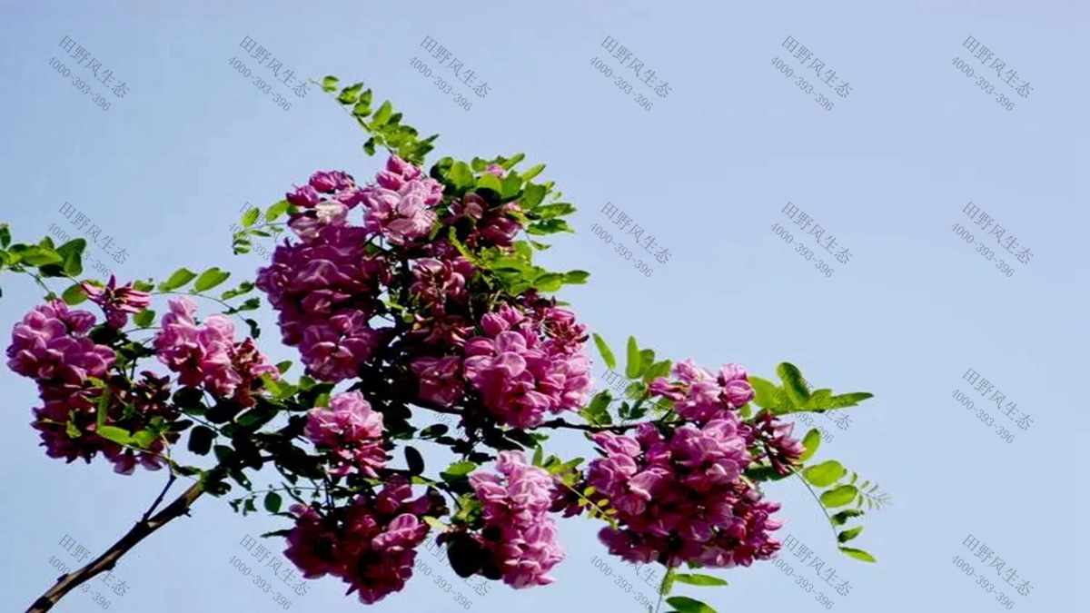 灌木种子批发