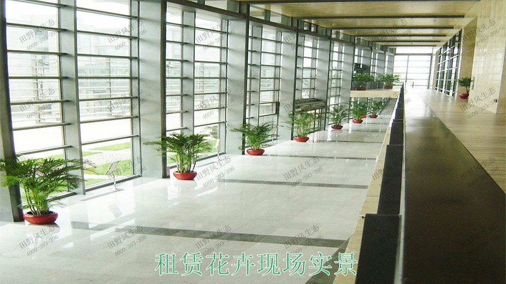 广州中信广场室内植物租赁合作展示