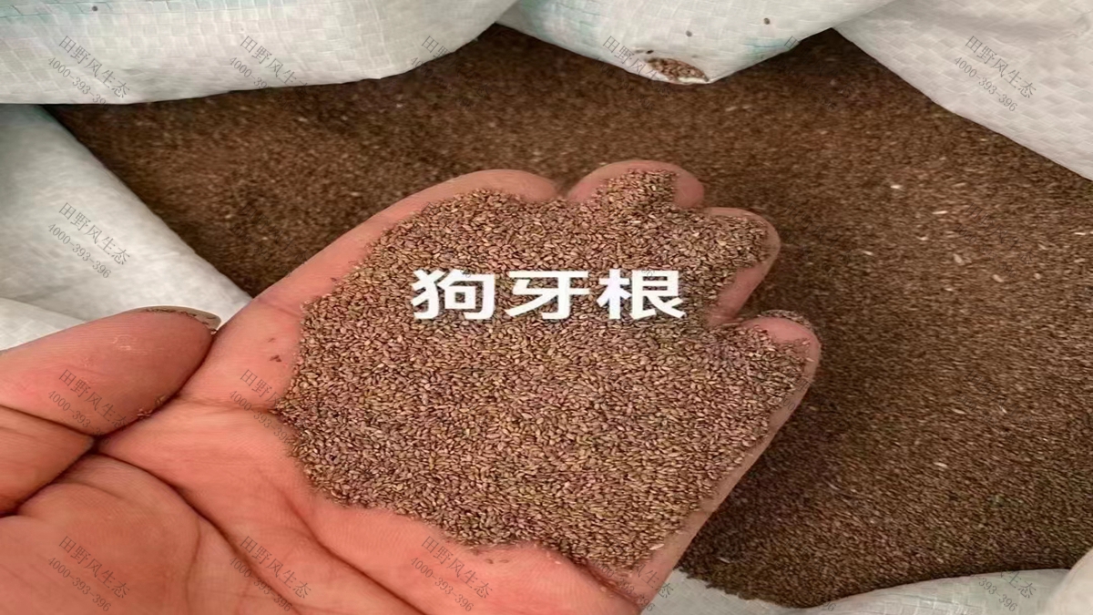 狗牙根草种 批发