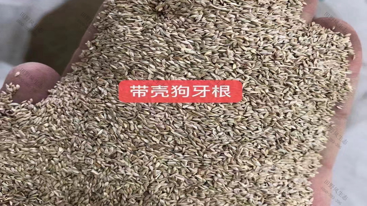 狗牙根草种 批发