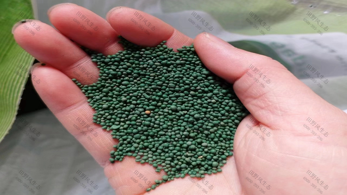 狗牙根草种 批发