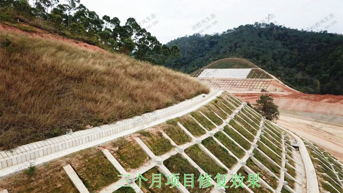 包茂高速茂名段高速公路边坡复绿