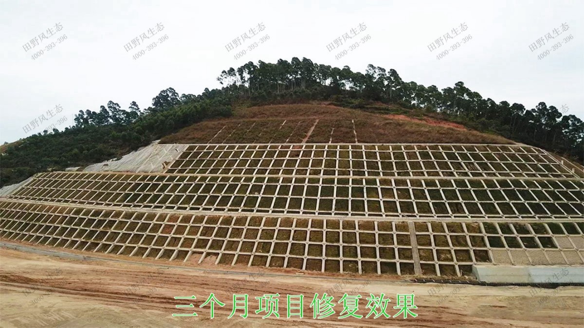 包茂高速茂名段高速公路边坡复绿