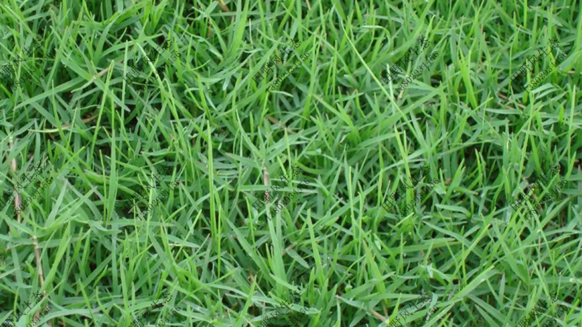草坪草有哪些品种