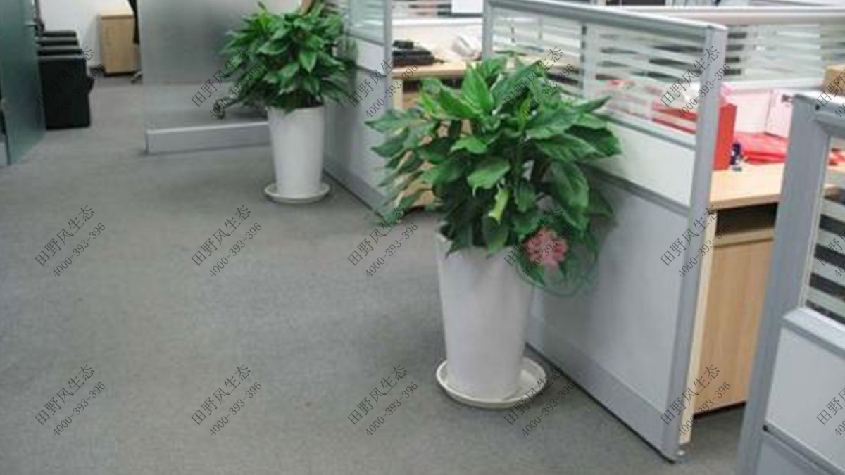 办公室花卉植物租赁,办公室花卉绿植租摆
