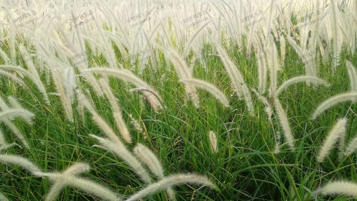 “离离原上草”，狼尾草草种草籽种植技术详解