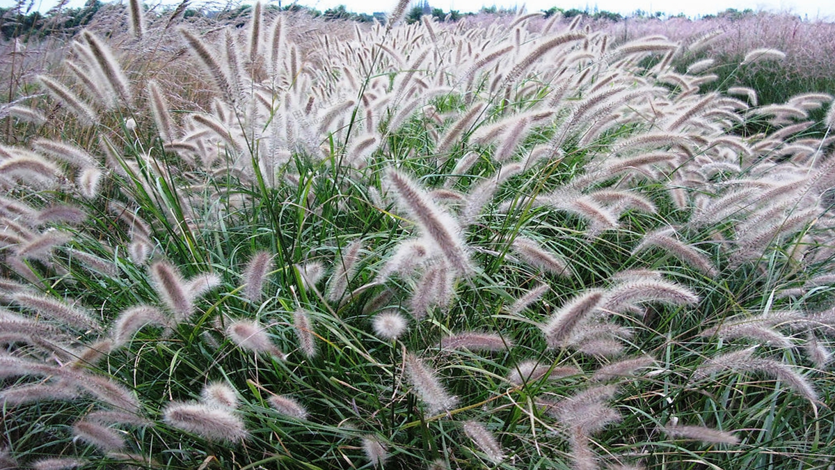 狼尾草草种草籽种植
