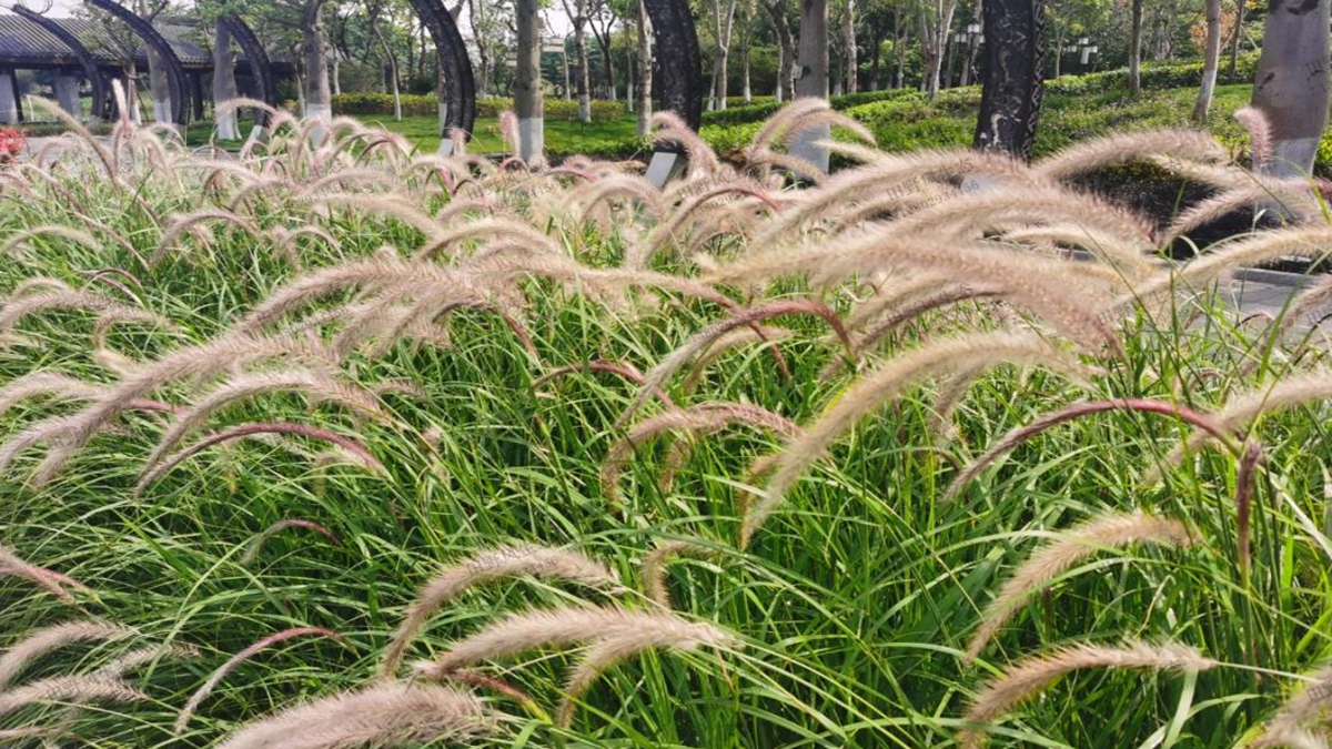 狼尾草草种草籽种植