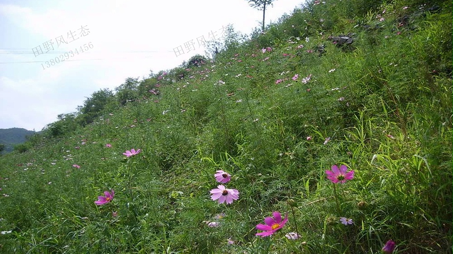 边坡绿化植草技术