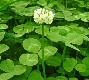 白三叶草的种植和收获需要注意哪些问题？_