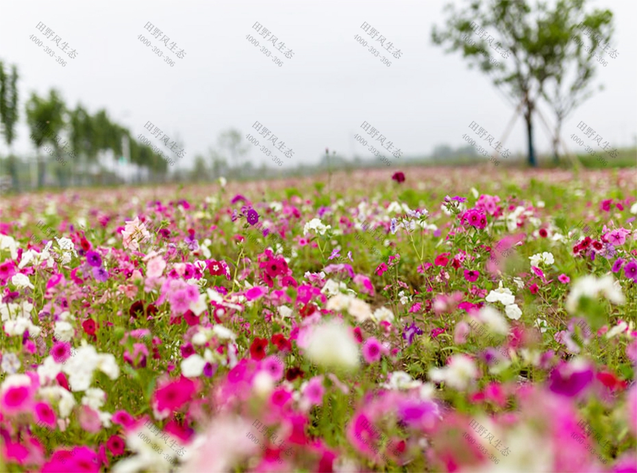 花种批发