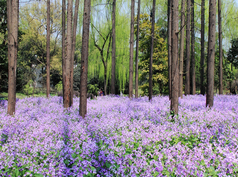 二月兰花海