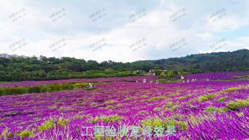 江西瑞昌市景区花海工程