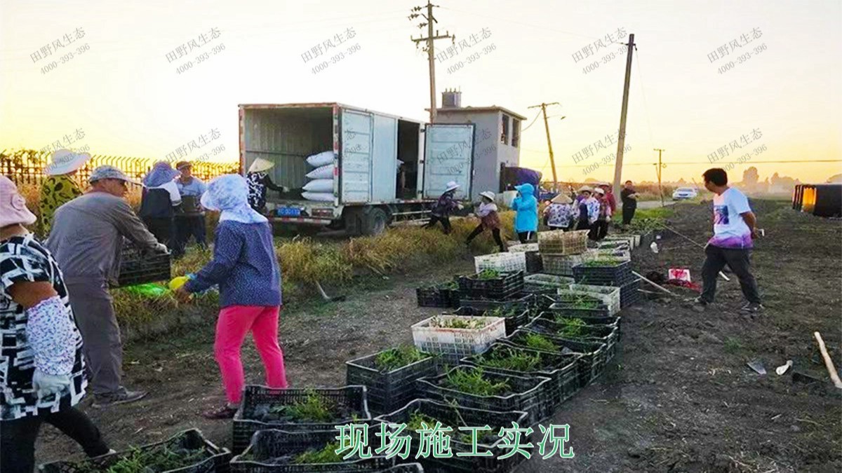 江西瑞昌市景区花海工程