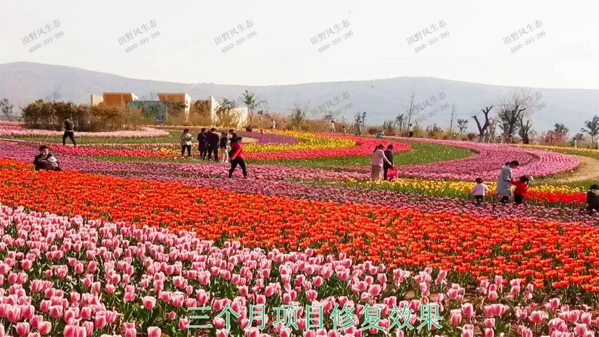 江西瑞昌市景区花海工程