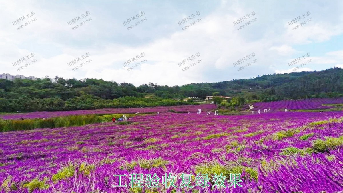 江西瑞昌市景区花海工程