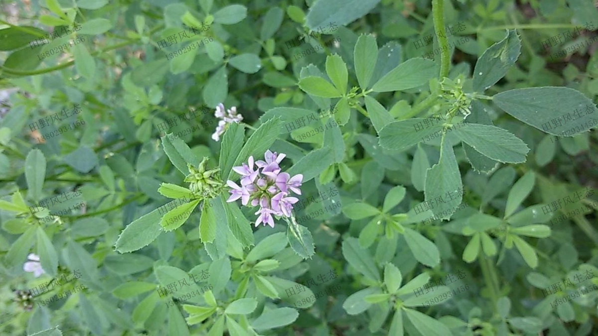 紫花苜蓿种子