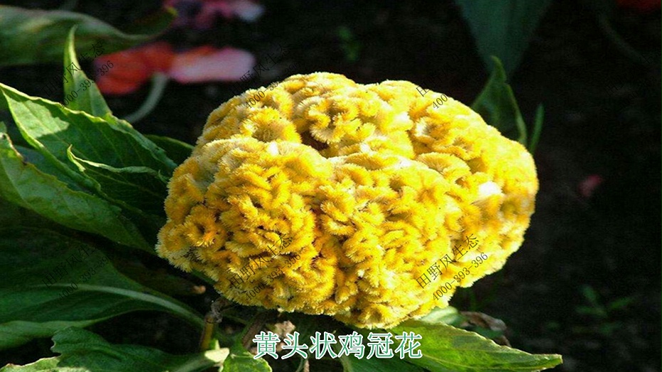 黄头状鸡冠花
