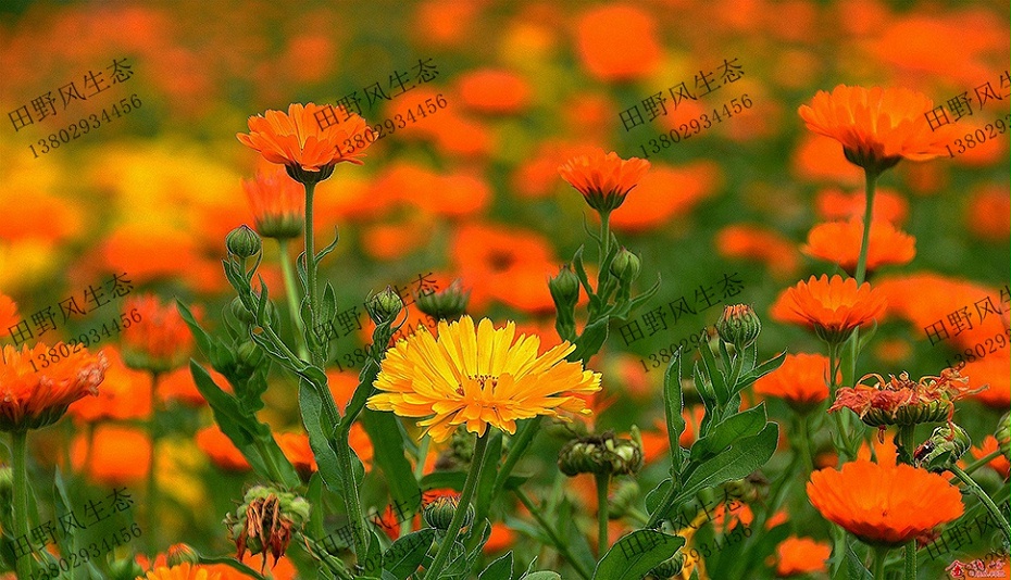 花草种子